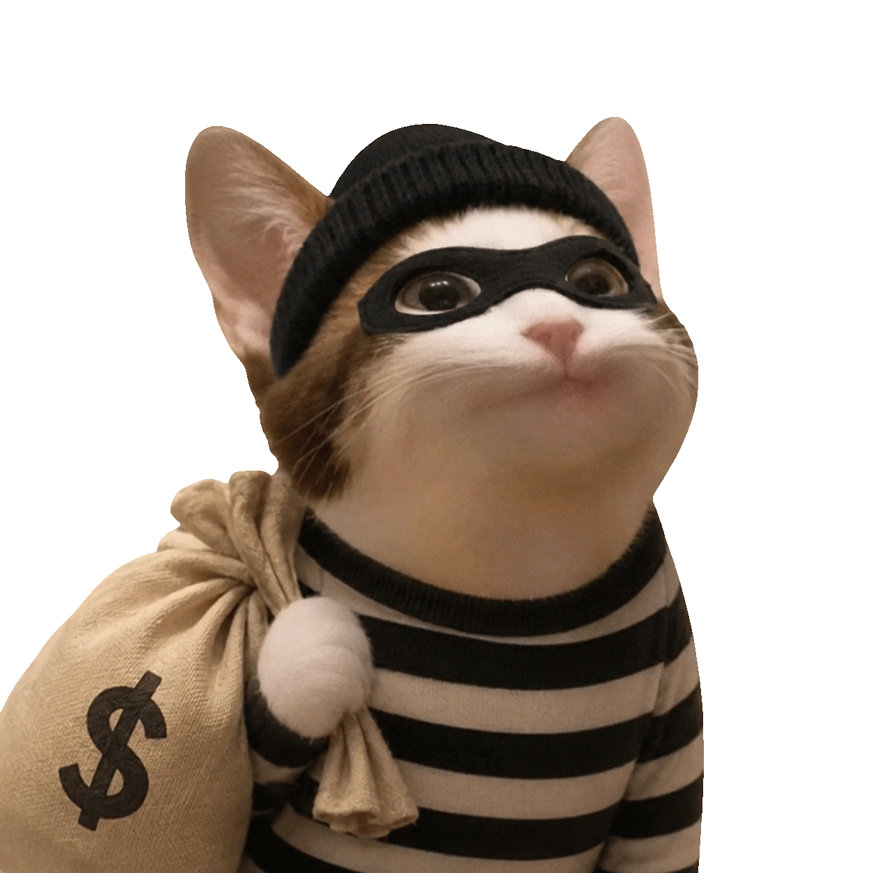 Animated Robcat